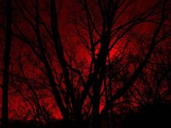 Swine Suicide : Bought with Blood